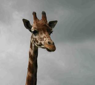 Serengeti Park Hodenhagen