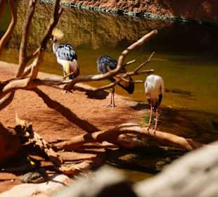 Schöner Zoo in Fuengirola