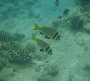 Doppelbinden - Meerbrasse. Hotel Prima Life Makadi Bay