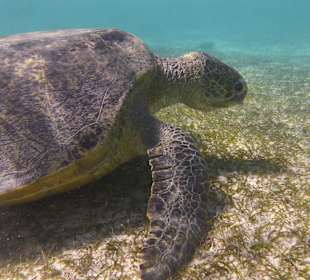 Schnorcheln Marsa Alam
