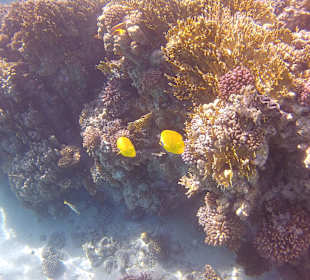 Schnorcheln Marsa Alam