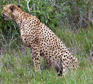 Gepard in Tsavo Ost