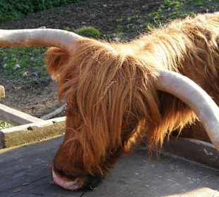 Hochwildschutzpark: Rind am Futtertrog