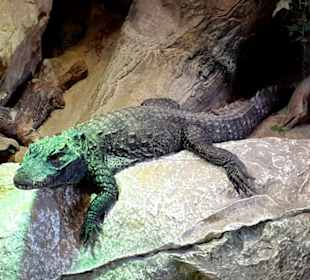 Krokodil