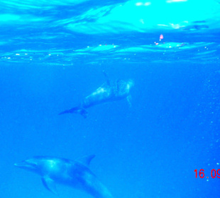 Gleich mehrere auf einmal