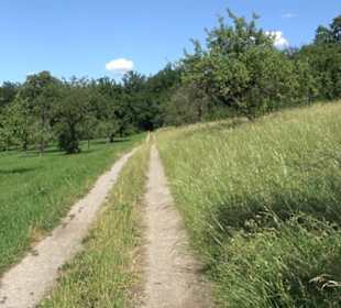 Eduard Lucas Musterobstgarten Mähringen