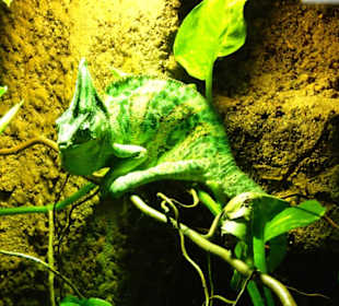 Kameleon