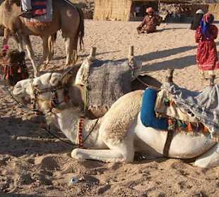 Bedouin dinner and camel ride