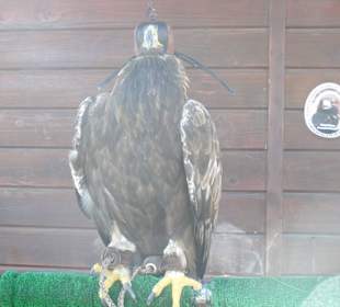 Seilbahn und Adlershow