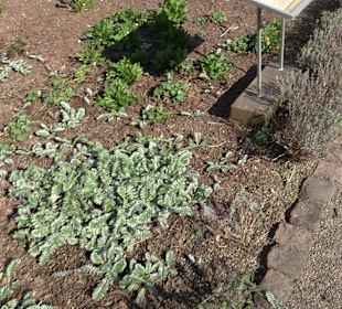 Apothekergarten Ettlingen