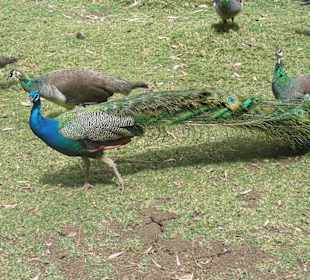 Casela Bird Park