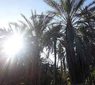 Datteloase in Tozeur