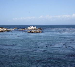 Monterey Bay Aquarium 