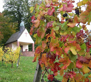 Fränkischer Rotweinwanderweg Landkreis Miltenberg