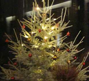 Weihnachtsbaum im Garten