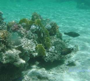 Fische am Riff