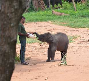 Elefanten waisenhaus