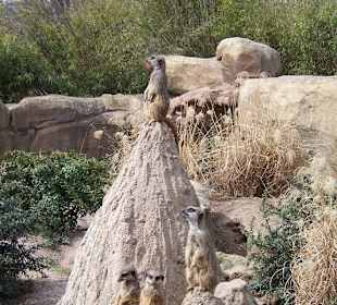 Erdmännchen