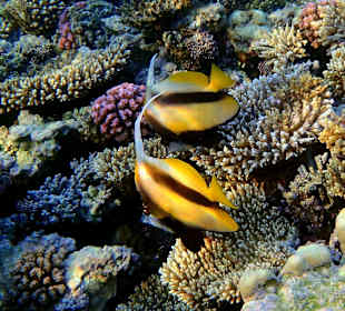 Рыбы-вымпелы на рифе у отеля (Banner fish)