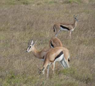   Gazelle
