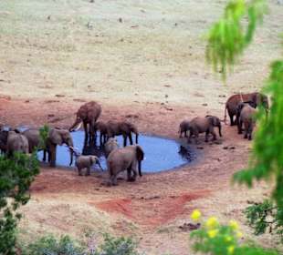 Elefanten am Wasserloch!