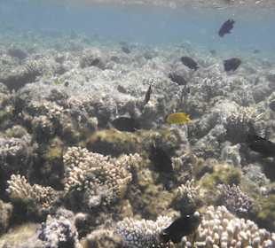 Tauchbasis Tauchen unter Freunden