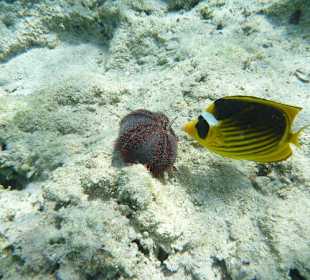 Tabak-Falterfisch mit Seeigel am Carnelia Beach Resort