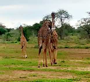 Giraffenfamilie