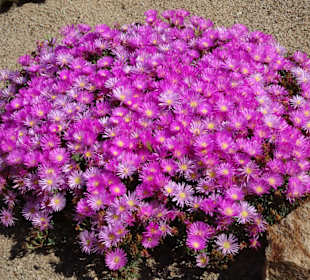 Rundgang durch den Botanischen Garten Cagliari