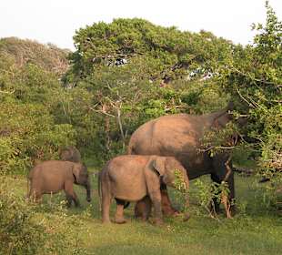 Yala Nationalpark