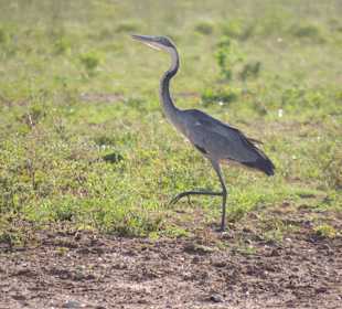 Shimba Hills National Reserve