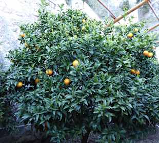 Limonaia in Limone