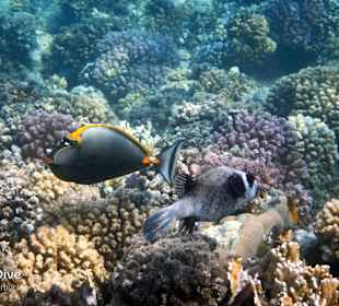 Schnorcheln Marsa Alam