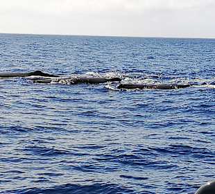 Whale Watching Costa Adeje