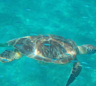 Schnorcheln Marsa Alam