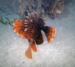 Feuerfische unter der mittleren Plattform vom Steg