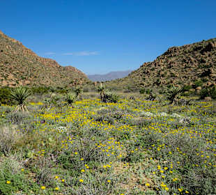 Grapevine Hills Trail, Big Bend Nationalpark