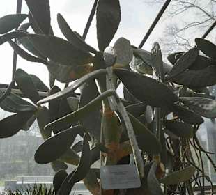 Anlage Planten un Blomen