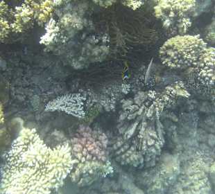 Schnorcheln am Hotelstrand