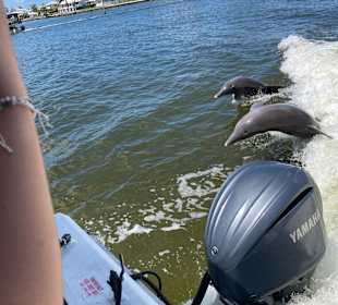 Delfine die dem Boot folgen