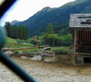 Steinbockgehege