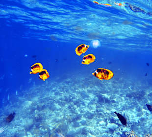 Schnorcheln Marsa Alam