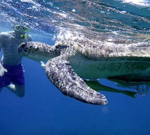 Abou Dabab (Marsa Alam)