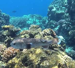 Schnorcheln Marsa Alam