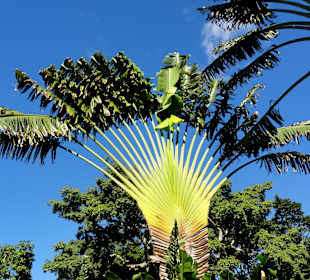 Impressionen aus dem Jardin Botanique de Deshaies