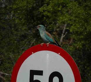 Krüger Nationalpark