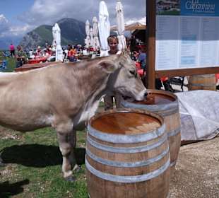 Turystyczna "atrakcja" na Monte Baldo