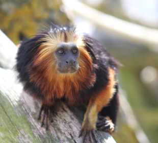 Goldkopflöwenäffchen in Tiererlebnispark Müritz 