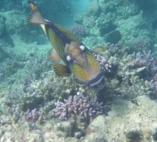 Gleich ramm ich Dich