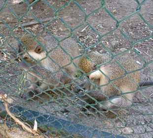 Tierpark Manavgat